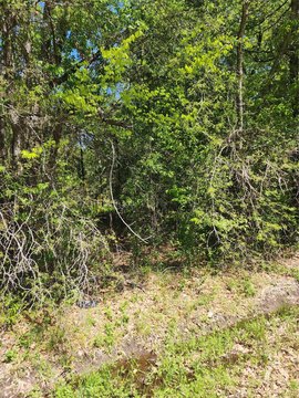 Residential Land in Mabank, TX
