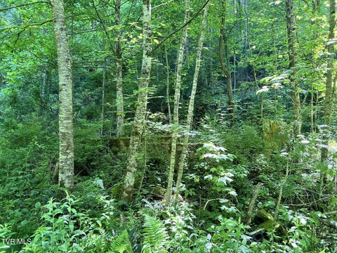 Scenic Mountain Land with Potential