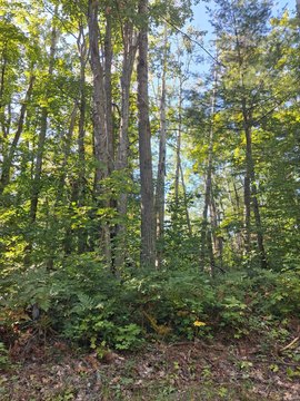 Land, Gaylord, MI