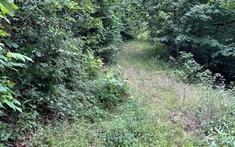 97.8 Acres Surrounded by Forest