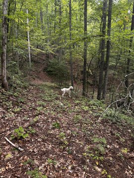 Secluded Land in Cosby, TN