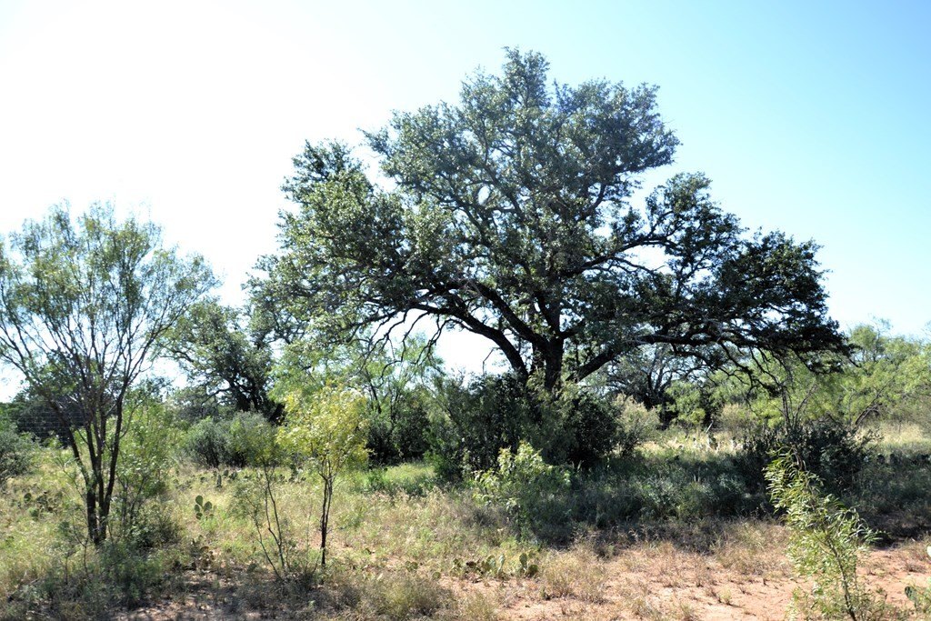 Picture 20