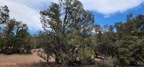 Remote Land in Williams, AZ