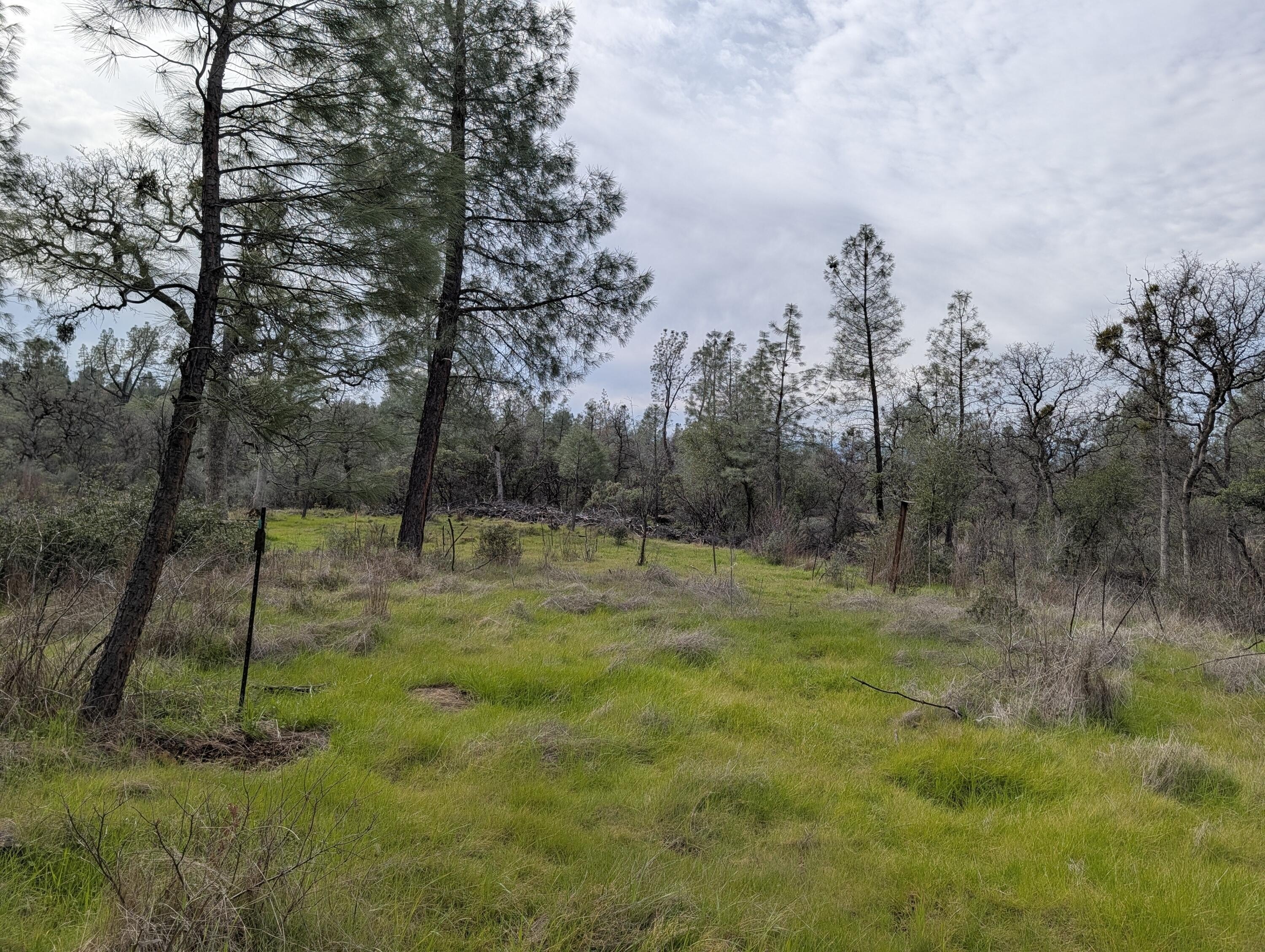 Shingletown Land with Creek Access