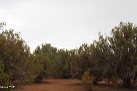 Heavily Treed Land Parcel