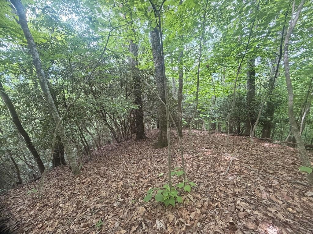 Unrestricted Wooded Land in Franklin, NC
