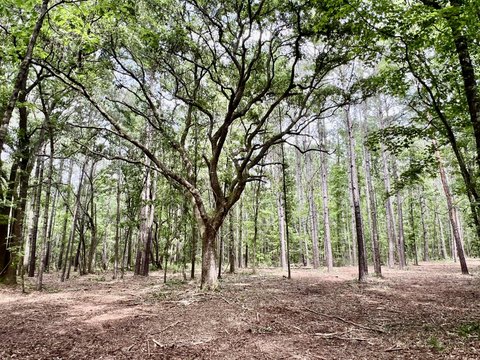 Land Bordering Buckfield Plantation