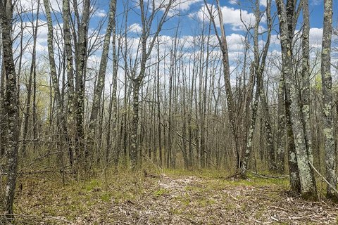 Trego, WI Wooded Land Parcel