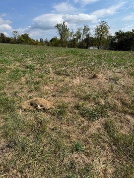 Cleared Development Land