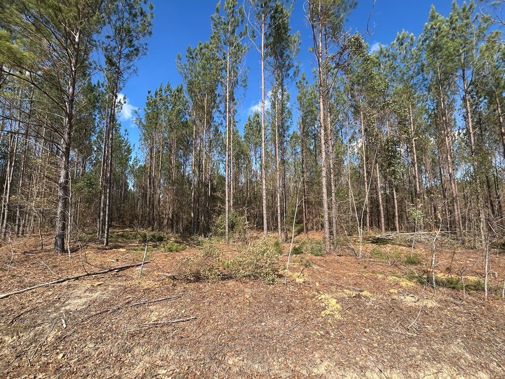 Picture 17