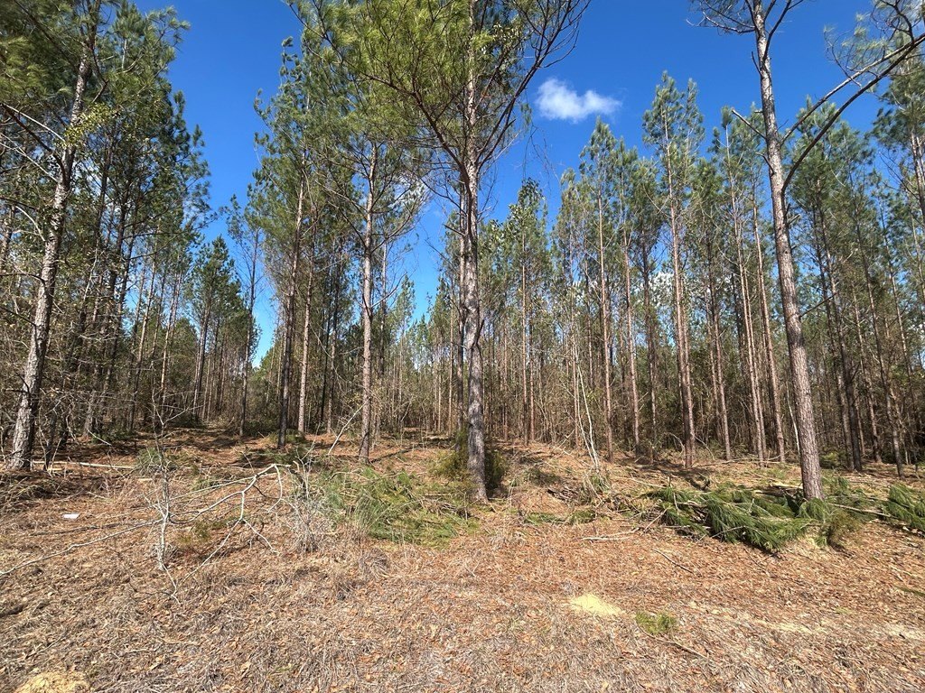 Picture 15