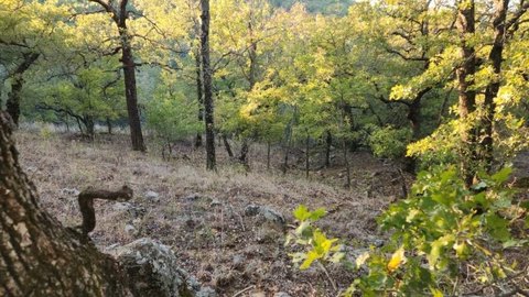 Sunset, TX Treed Lot