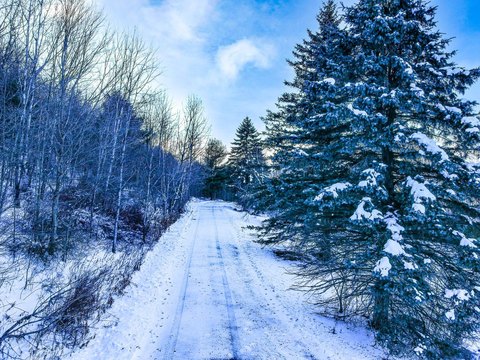 Wooded Vacant Land Near Resort