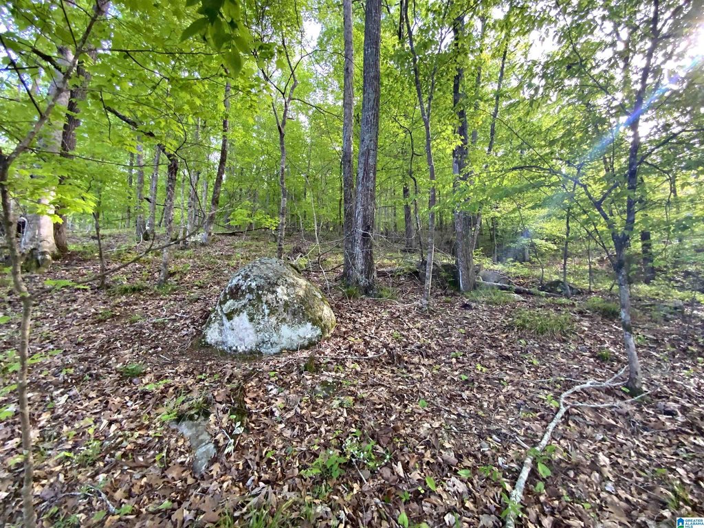 Picture 23