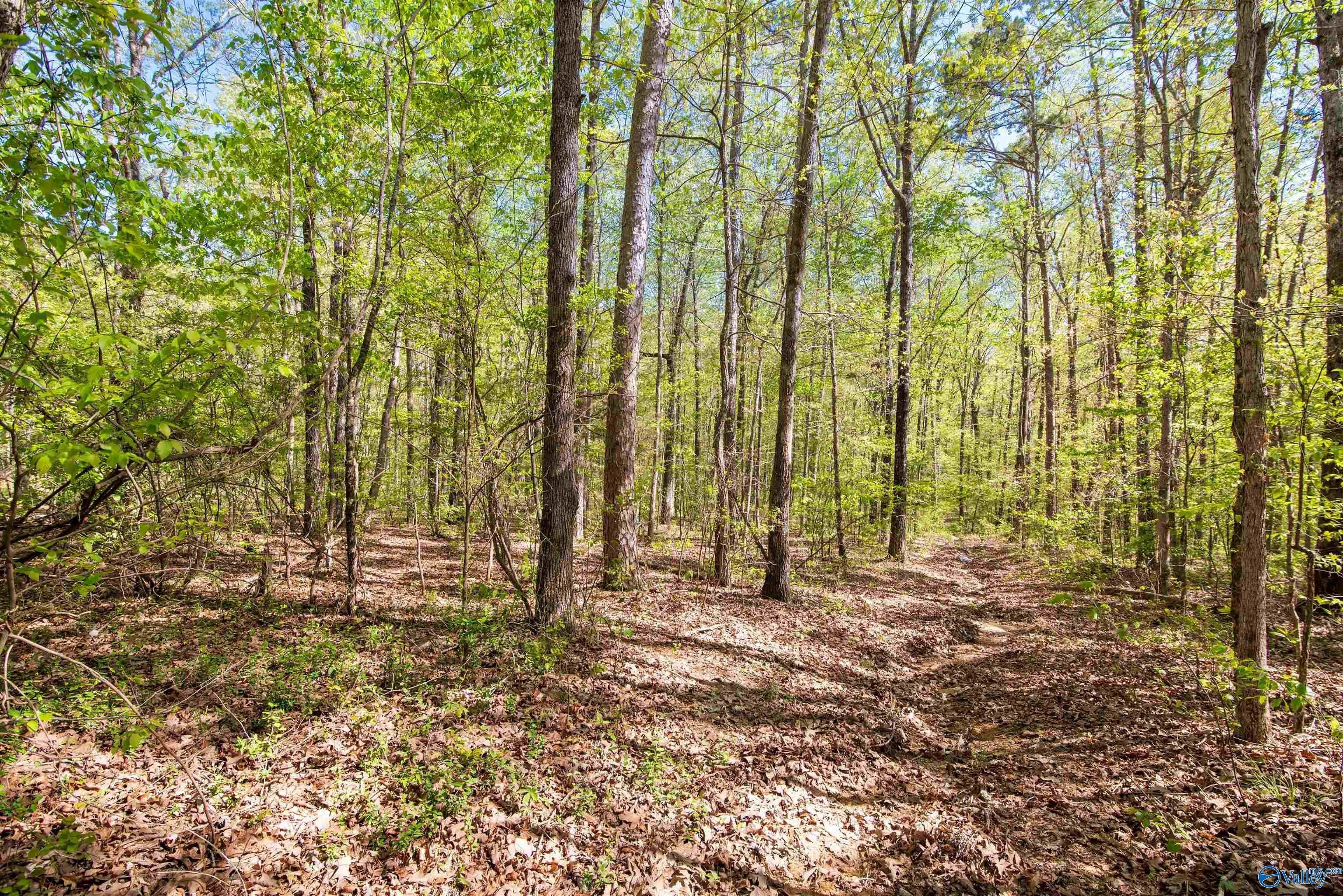 Wooded Lot in Moulton, AL