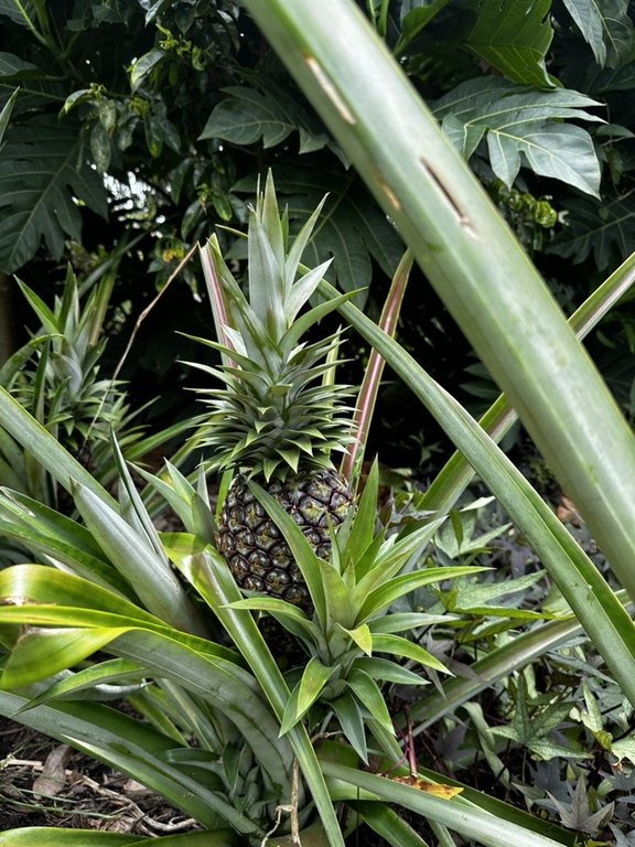 Picture 23