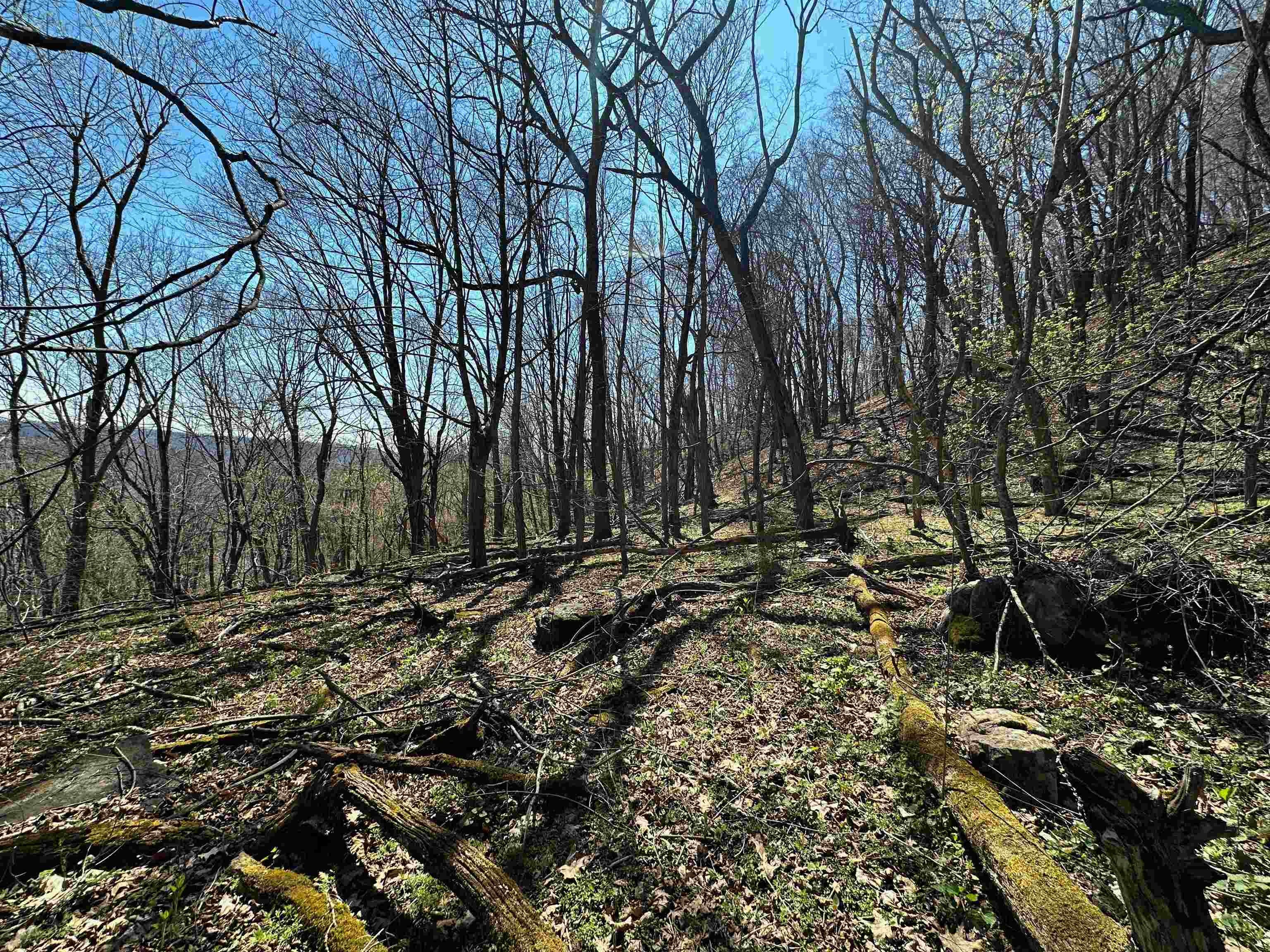 31+ Acre Wooded Land