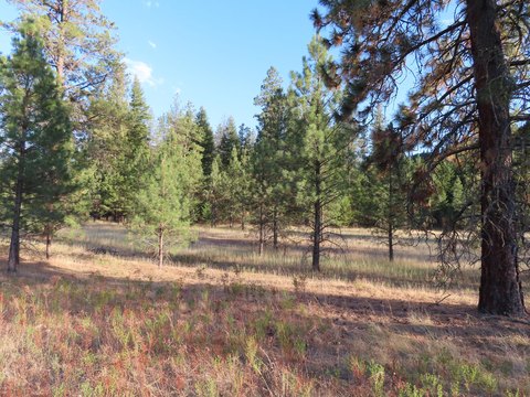 Waterfront Acreage with Meadow