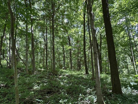 Wooded Buildable Residential Land