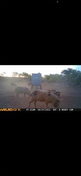Hunting Land Tract with Creek Access
