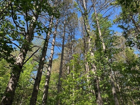 Hunting Land with Creek