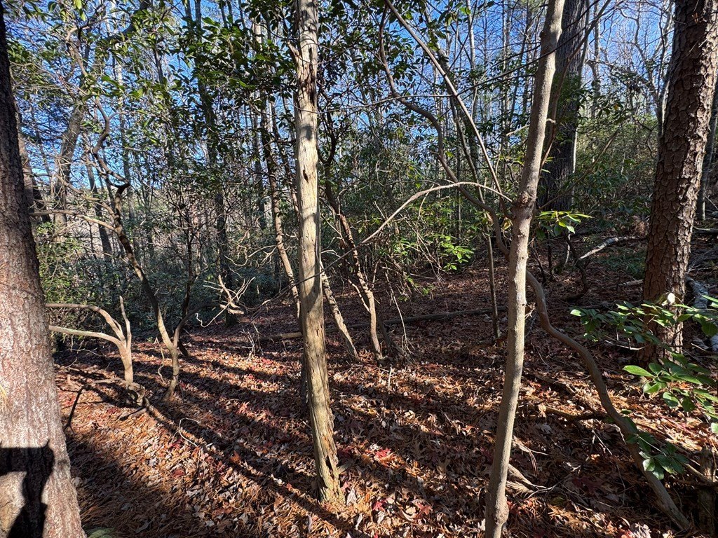 Picture 8