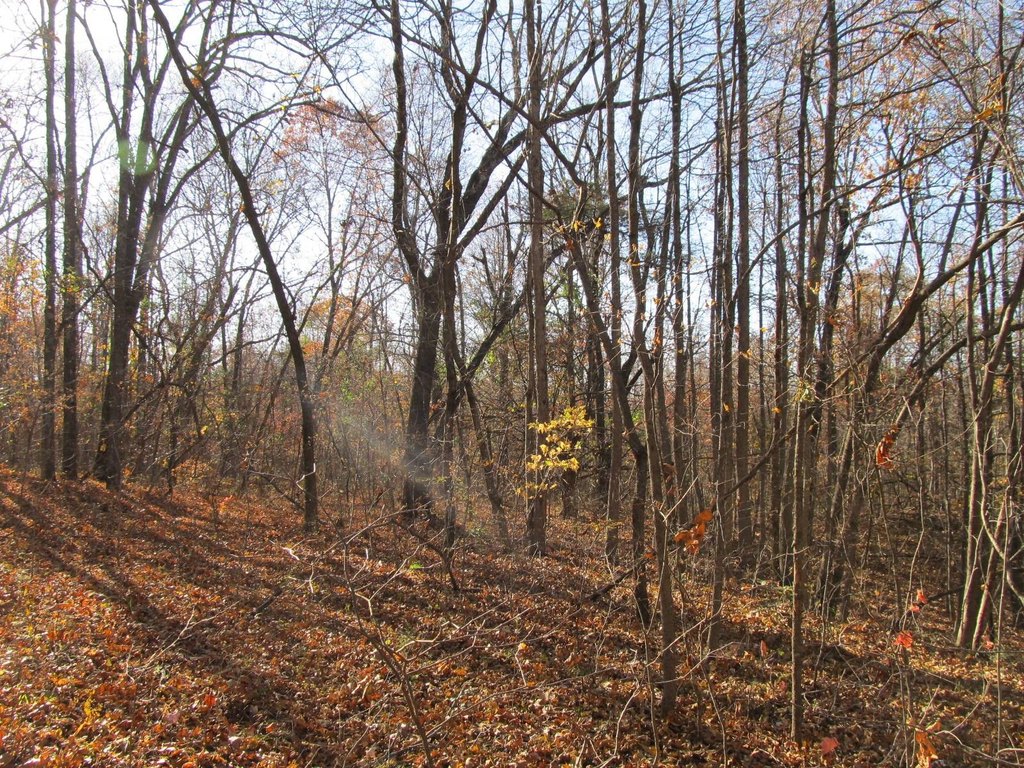 Picture 8