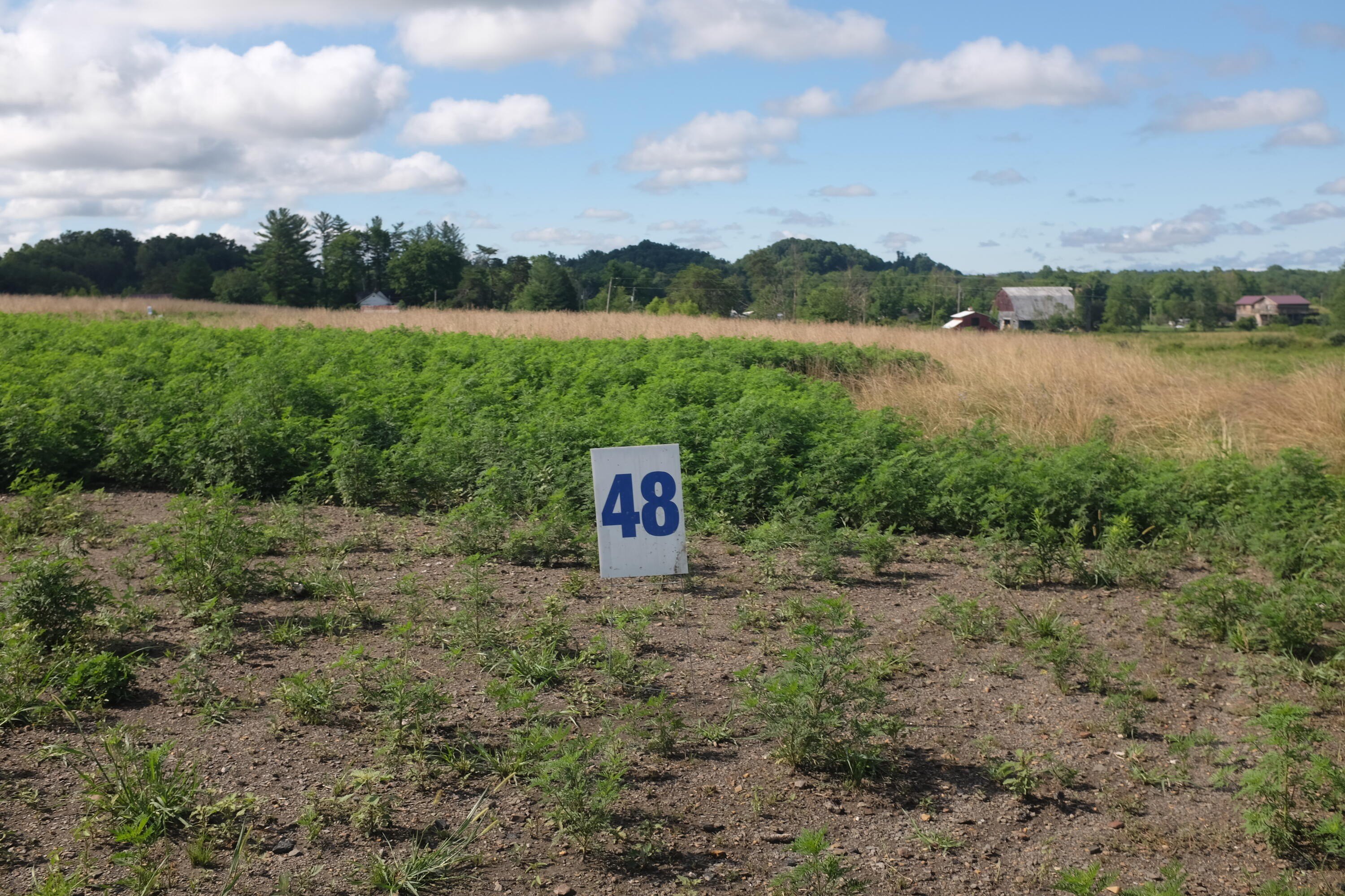 Residential Land in East Bernstadt