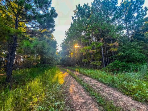 Wooded Acreage with Highway Frontage
