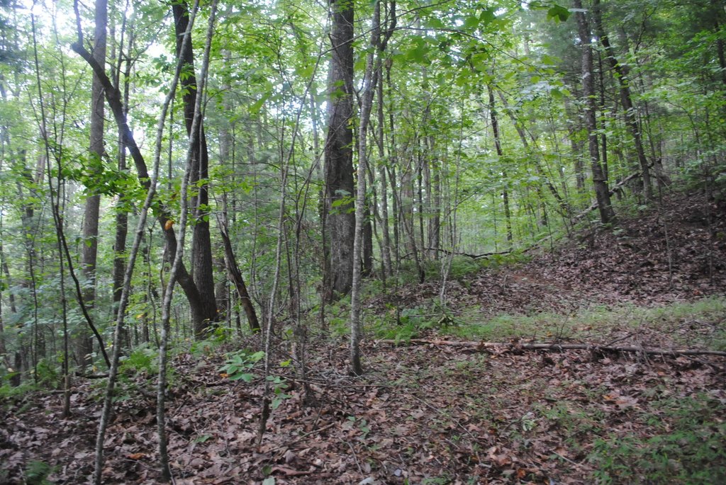 Picture 37