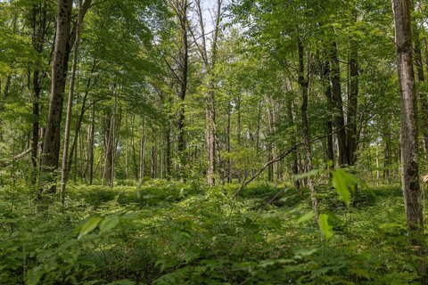 160 Acres of Timberland in Bitely