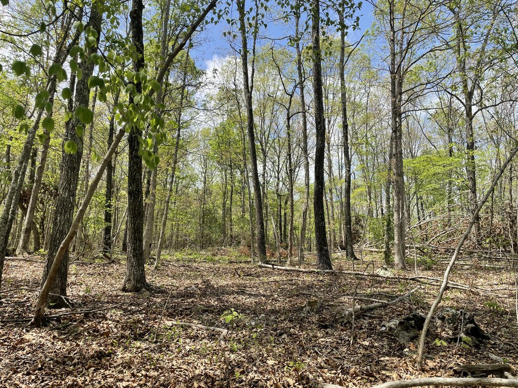 Picture 18