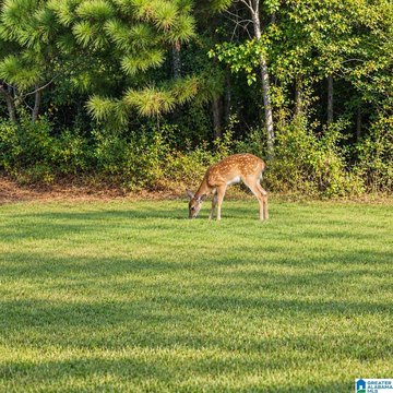 LAND/LOTS, ONEONTA, AL