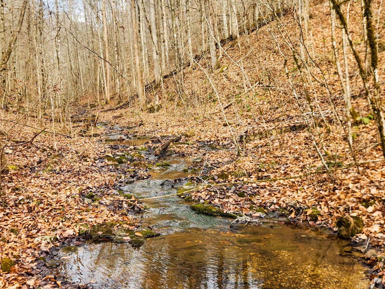Land in Elk Restoration Zone