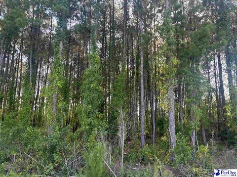 Land, Hartsville, SC