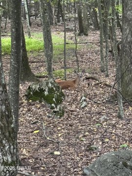 Wooded Lot Near Lake Wallenpaupack