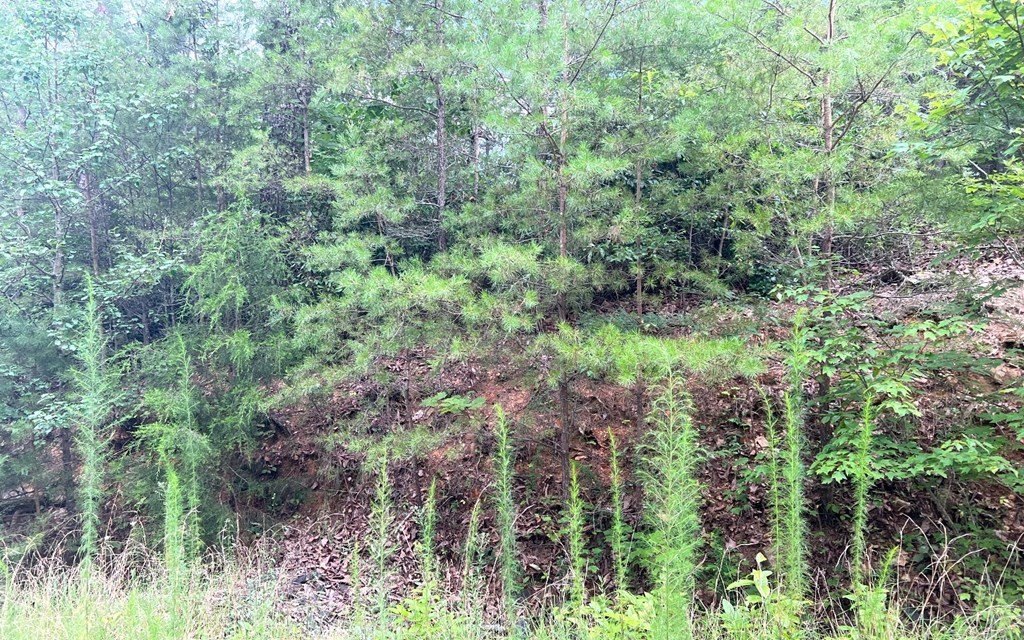 Picture 8