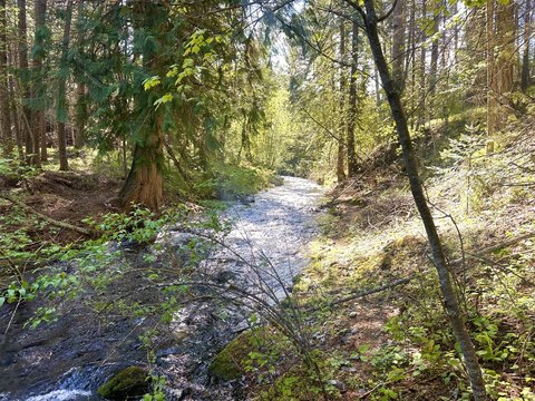 Thompson Falls Waterfront Land Parcel