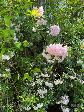 Wooded Land Near Burnsville, NC