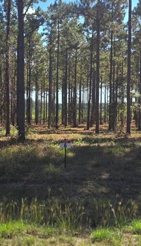 Residential Land in Shadow Creek Ranch