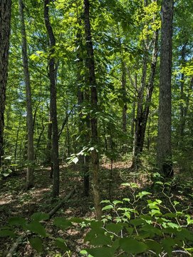 Wooded Lot in Cumberland Cove