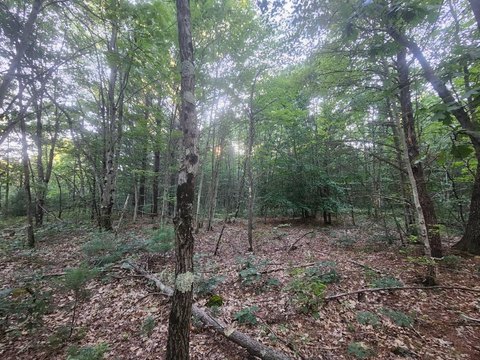 Secluded 40-Acre Wooded Property
