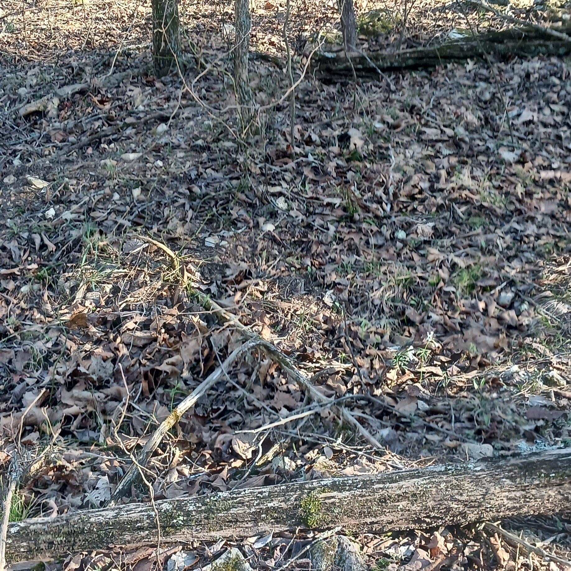 Wooded Land in Theodosia, MO