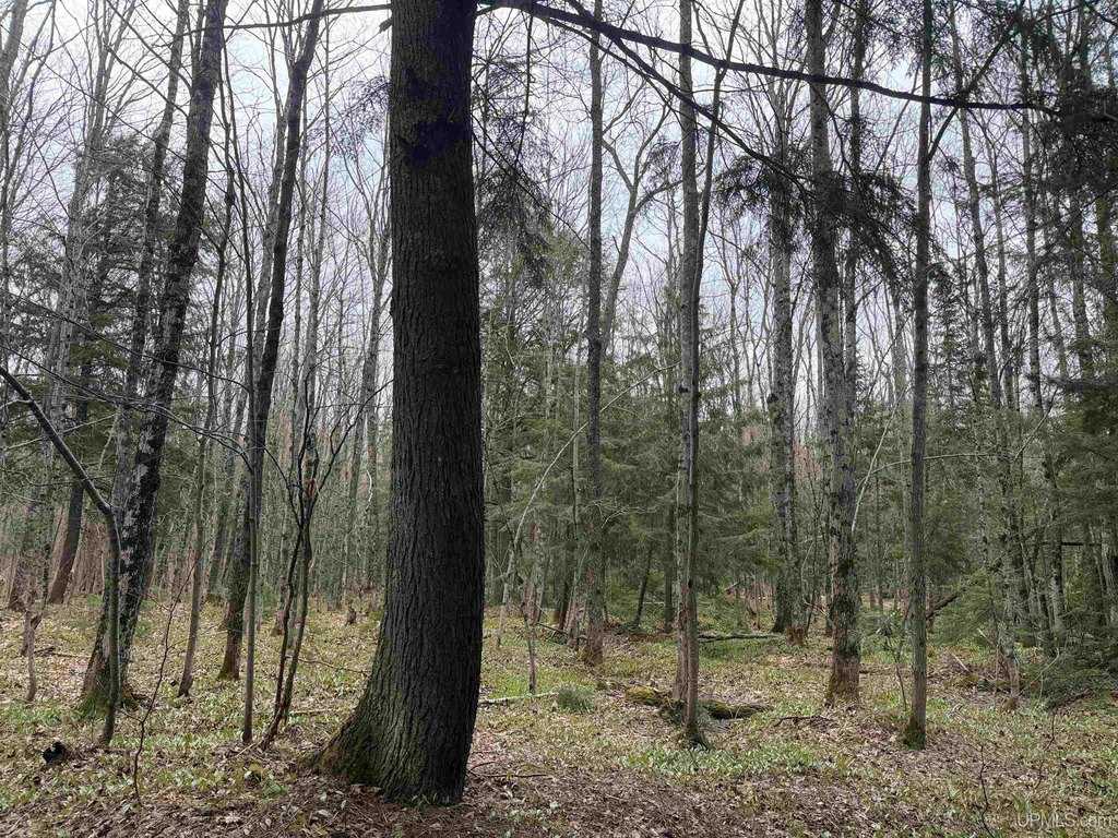 Picture 8