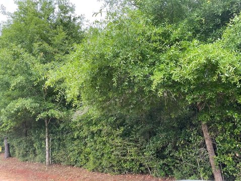 Unrestricted Land in Enterprise, AL