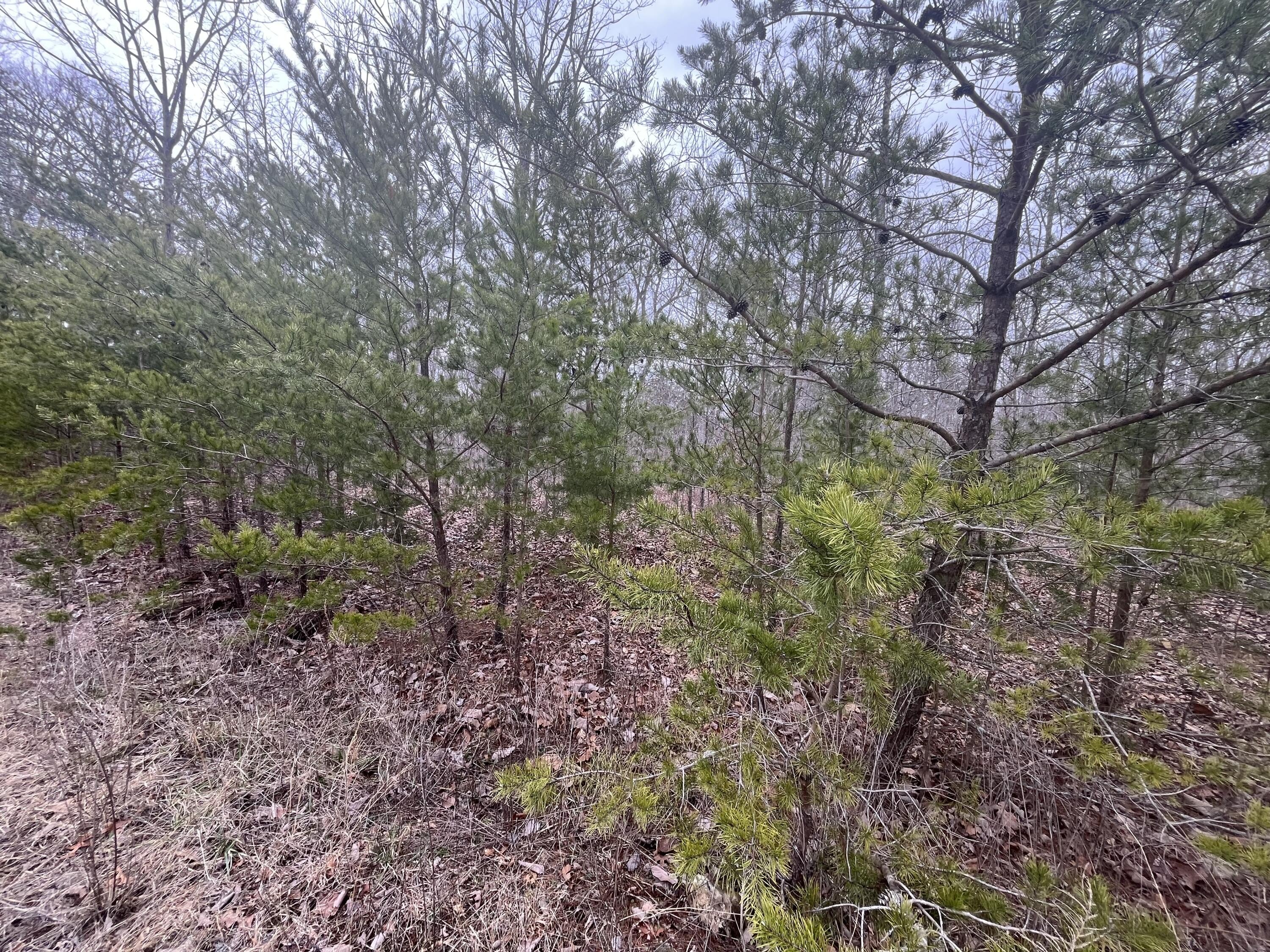 Pikeville, TN Land Opportunity
