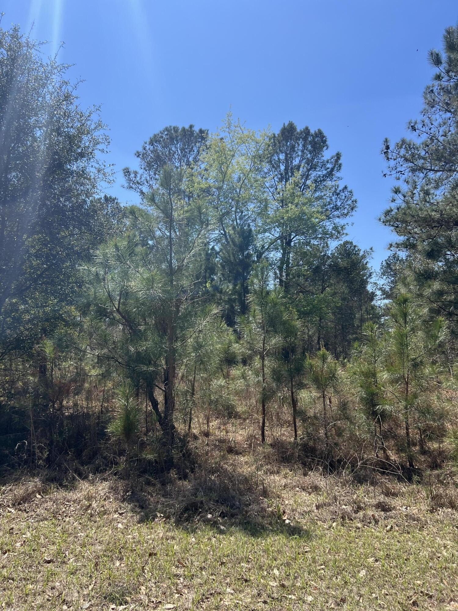Land in Sardis, Georgia