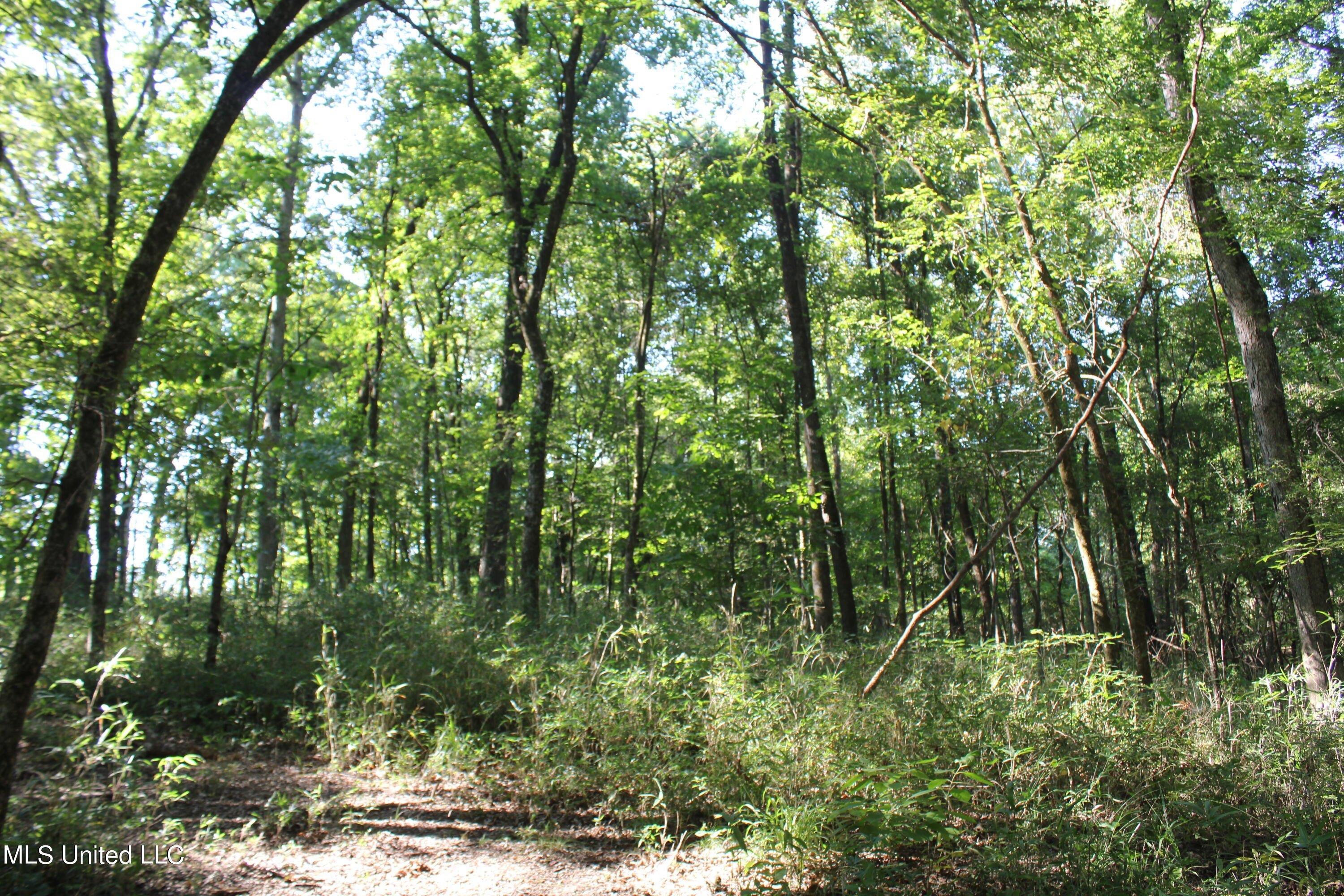 6.4 Acre Wooded Homesite