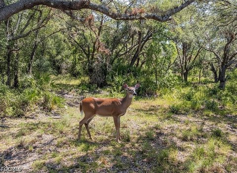 25 Acres of Untouched Land