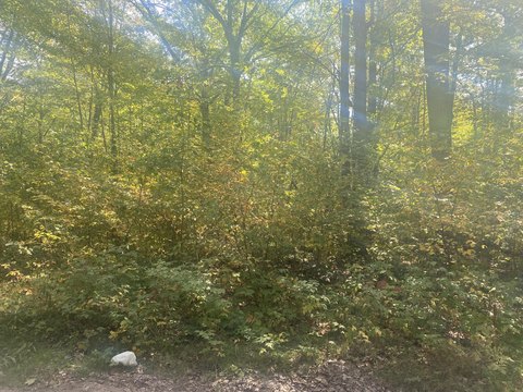 Wooded Lots in Ojibwa Subdivision